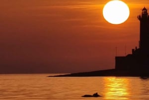 3 timmars delfinsafari i solnedgången med obegränsade drycker + middag