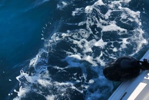 ザダル：ドリンクとスノーケリング付き半日クルーズ