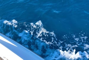 ザダル：ドリンクとスノーケリング付き半日クルーズ