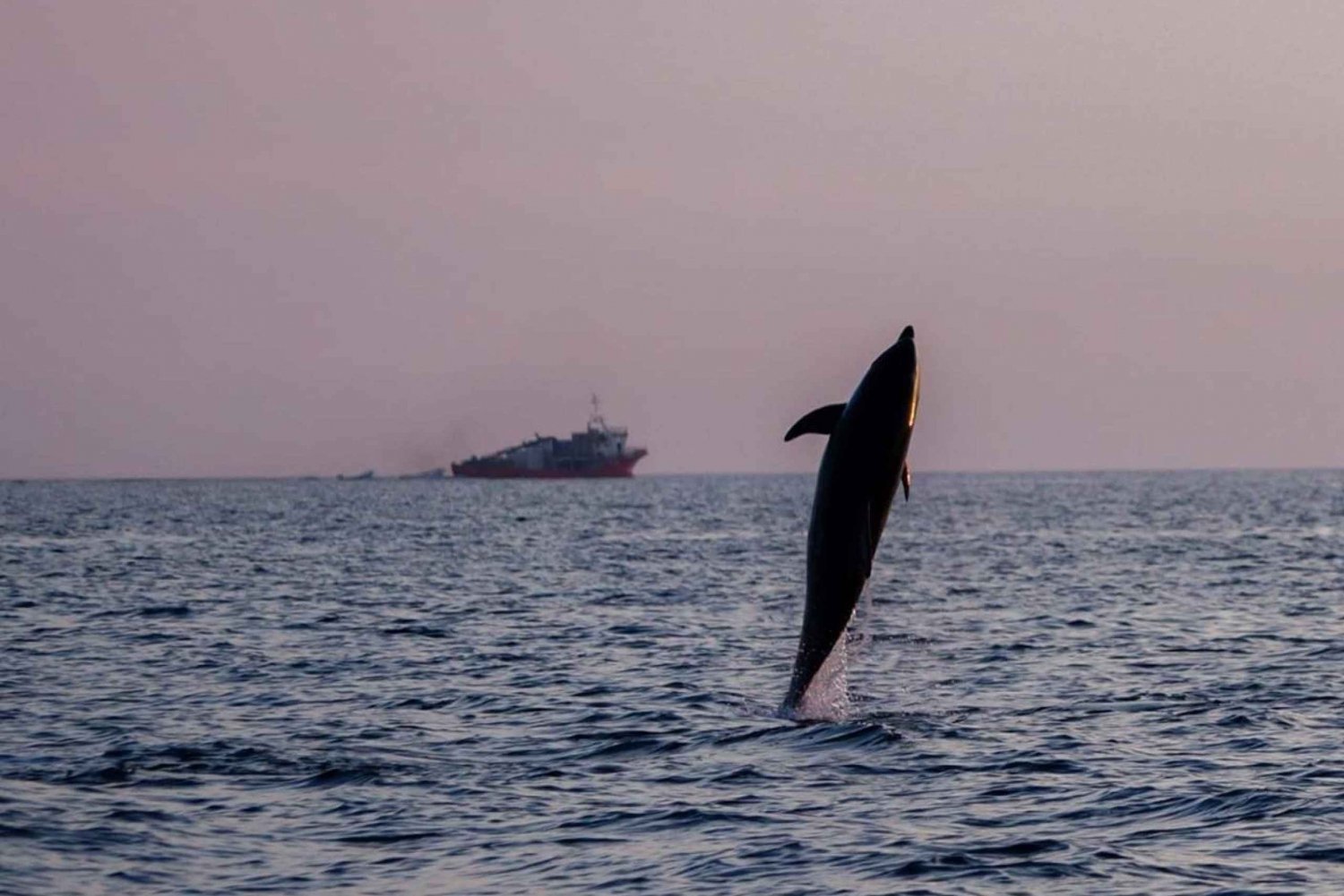 Brijuni Islands: Sunset & Dolphins private boat tour