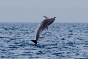 Brijuni Islands: Sunset & Dolphins private boat tour