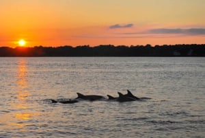 Isole Brioni: tour privato in barca al tramonto e delfini