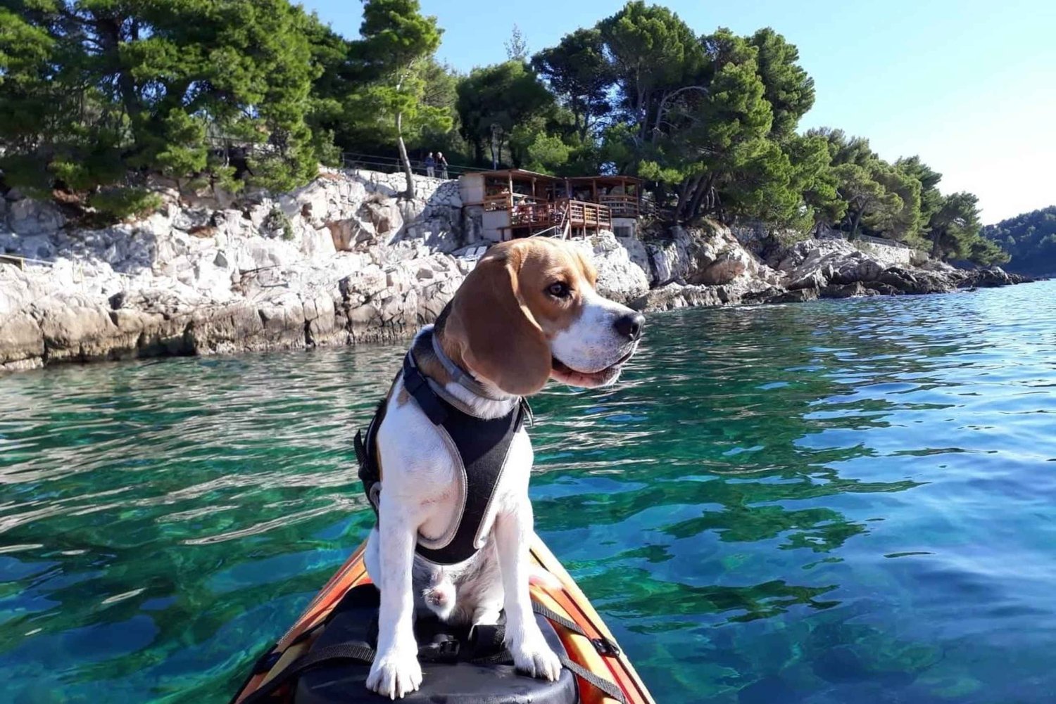 Cavtat: Guidet tur i havkajakk
