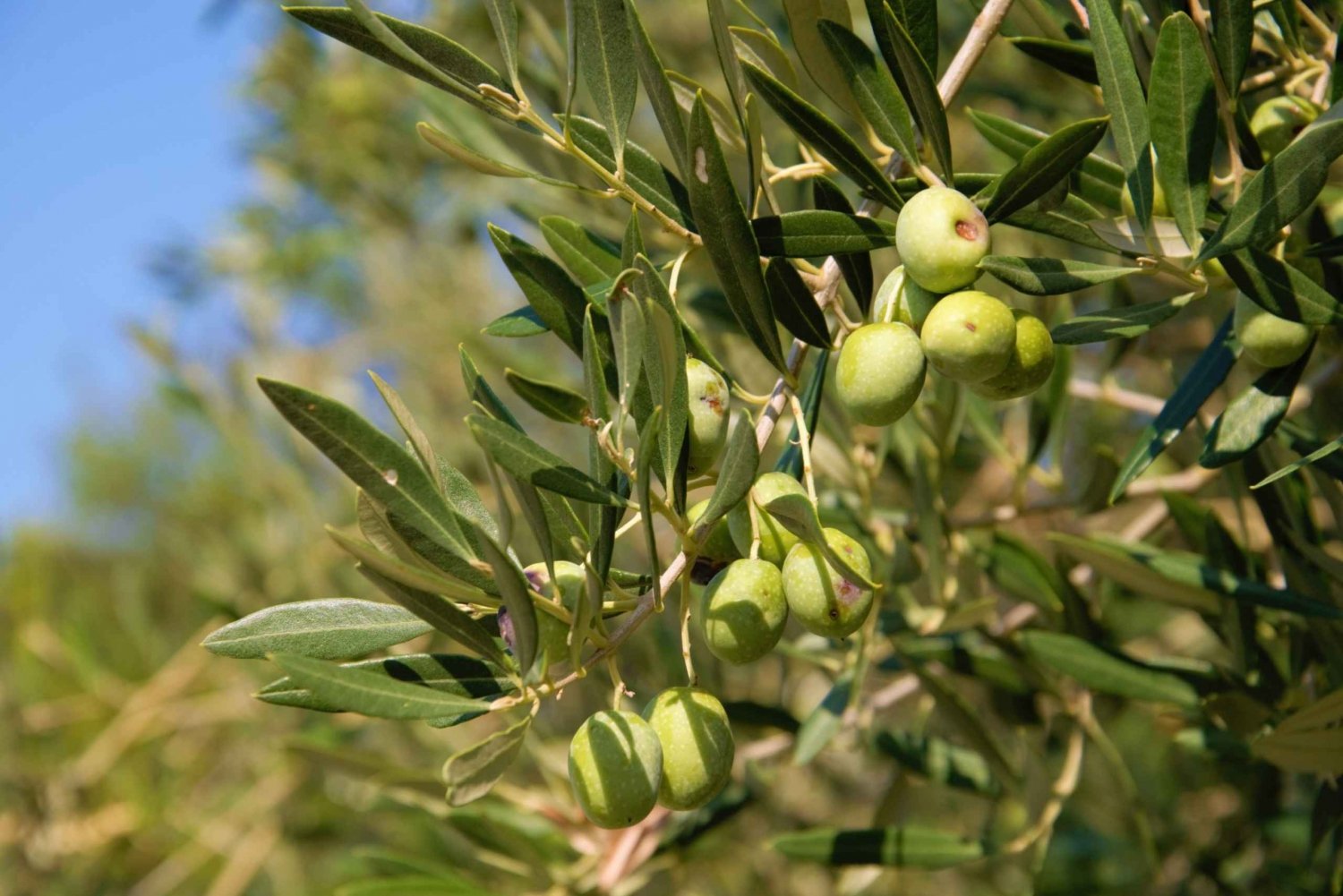 Cres: Olivenoljevandring med smaksprøver