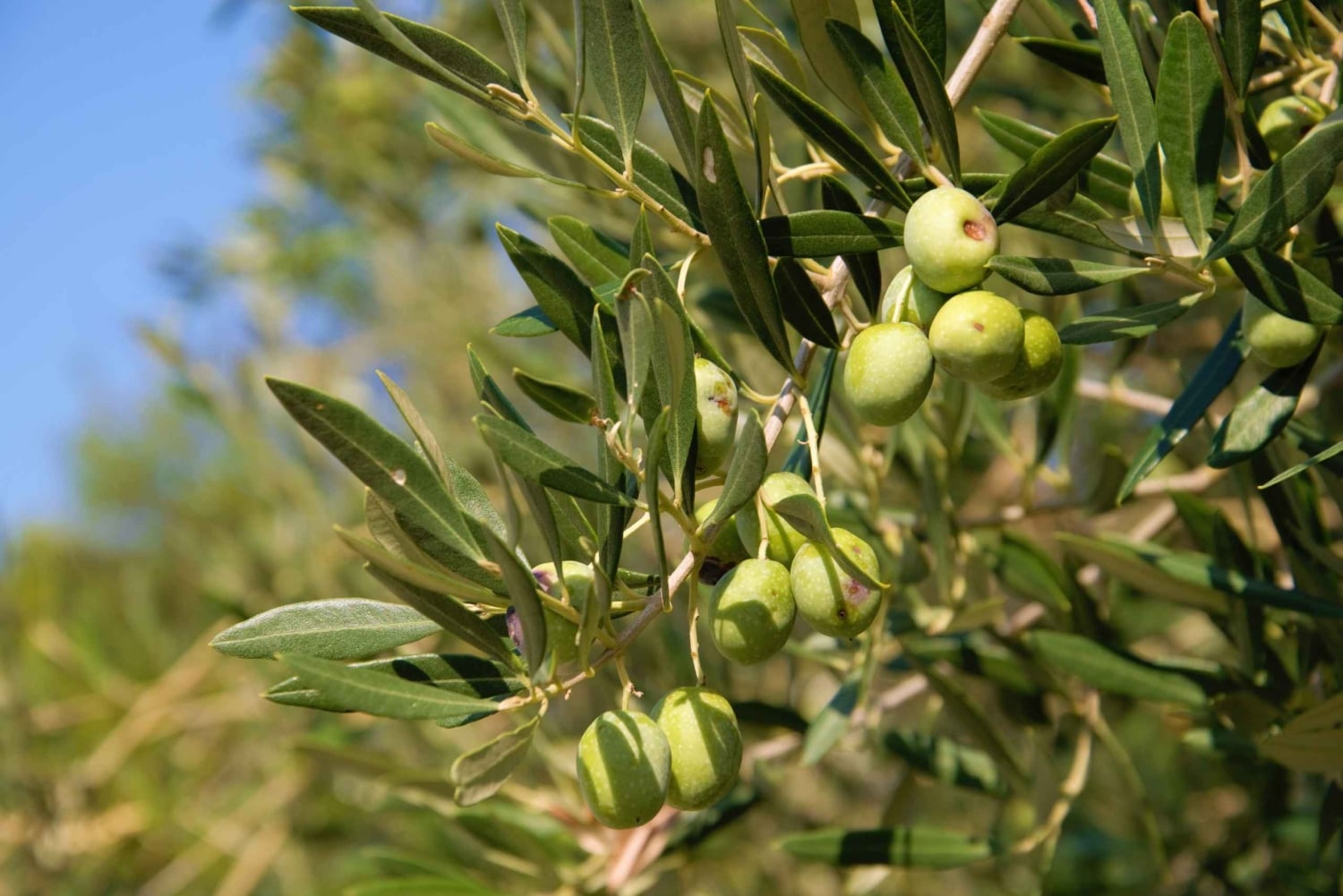 Cres: Excursão a pé com degustações de azeite de oliva