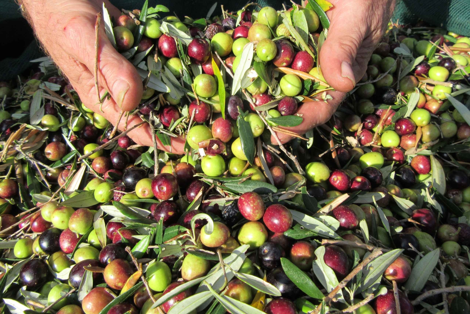 Cres: Excursão a pé com degustações de azeite de oliva