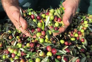 Cres: Excursão a pé com degustações de azeite de oliva