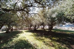 Cres: Tour a pie con degustación de aceite de oliva