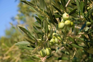 Cres: Excursão a pé com degustações de azeite de oliva