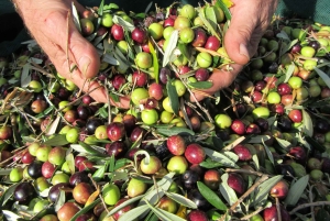 Cres: Excursão a pé com degustações de azeite de oliva