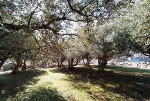 Cres: Excursão a pé com degustações de azeite de oliva