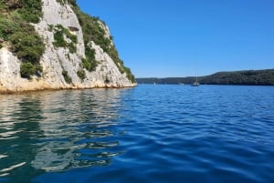 Safari con i delfini ogni sera