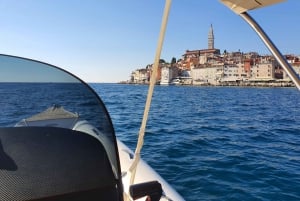 Safari con i delfini ogni sera