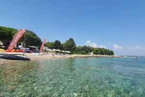 Safari con i delfini ogni sera