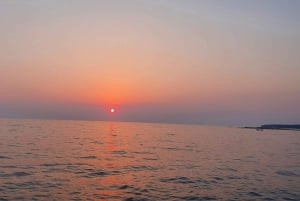 Safari con i delfini ogni sera