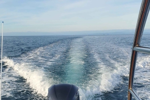 Safari de golfinhos todas as noites