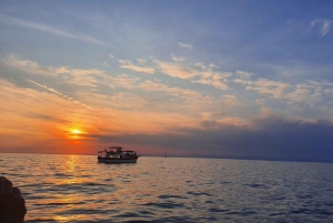 Delfinsafari hver kveld