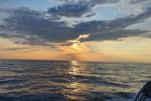 Delfinsafari hver kveld