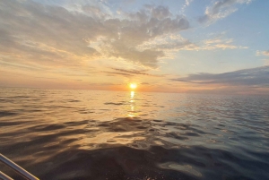 Delfinsafari hver kveld