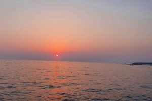 Delfinsafari hver kveld