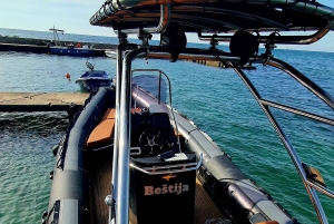 Delfinsafari hver kveld