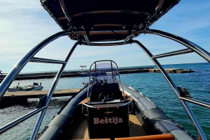 Delfinsafari hver kveld