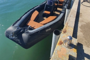 Delfinsafari hver kveld