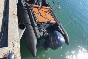 Delfinsafari hver kveld