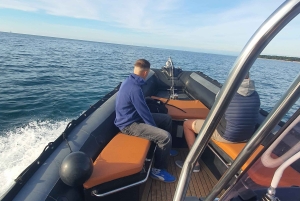 Delfinsafari hver kveld