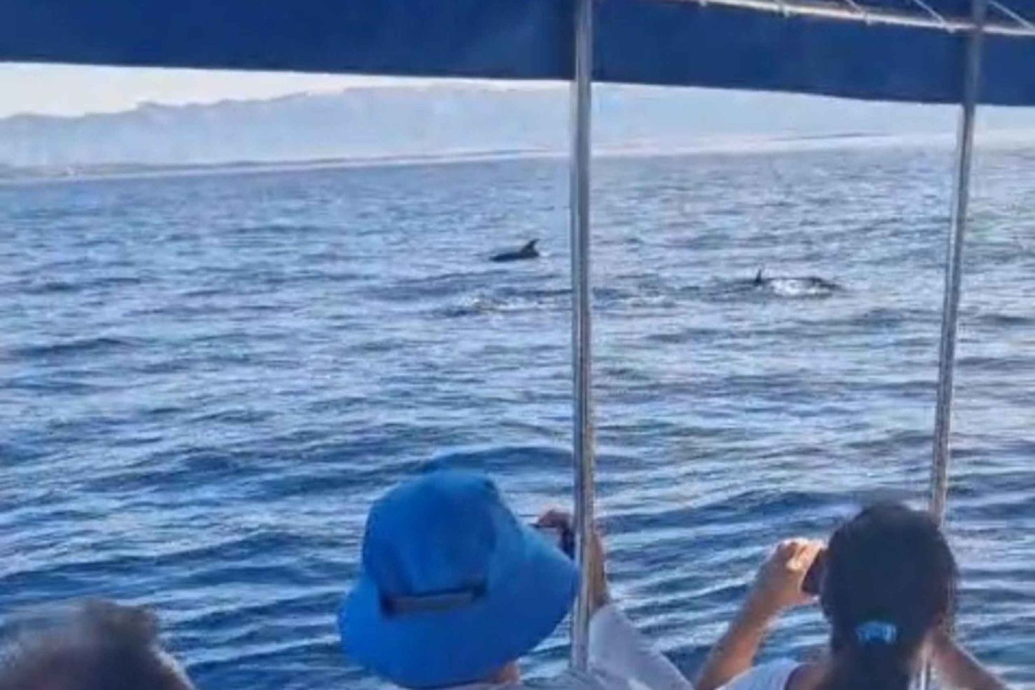 Dolphin tour 2 hours