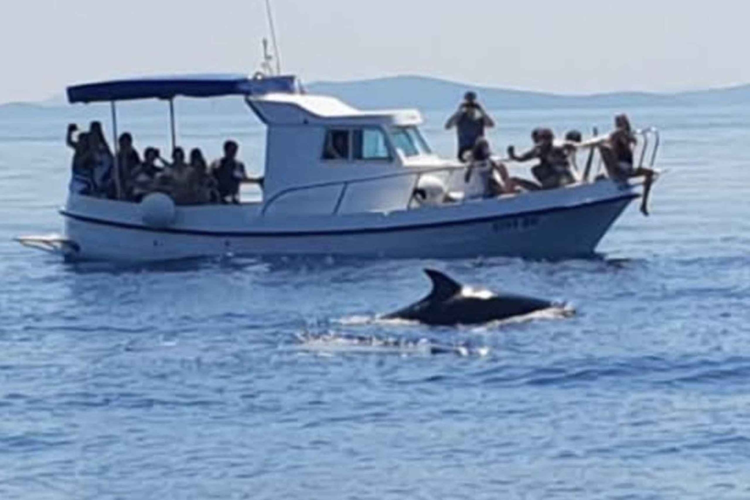 ドルフィンツアー 2時間