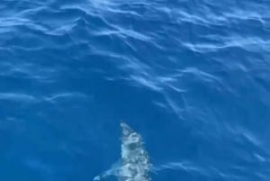 Dolphin tour 2 hours