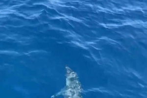 ドルフィンツアー 2時間