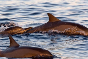 Delfiinikierros – 85 % todennäköisyys – Kaikki sisältyy hintaan: juomat + illallinen