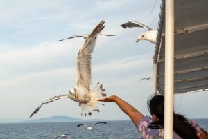 Delfiinikierros – 85 % todennäköisyys – Kaikki sisältyy hintaan: juomat + illallinen