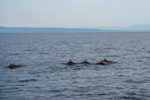 Delfiinikierros – 85 % todennäköisyys – Kaikki sisältyy hintaan: juomat + illallinen