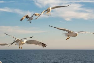 Delfiinikierros – 85 % todennäköisyys – Kaikki sisältyy hintaan: juomat + illallinen