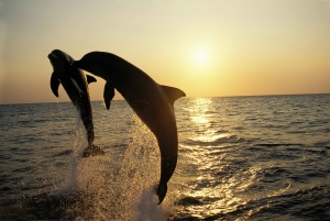 Delfiinikierros – 85 % todennäköisyys – Kaikki sisältyy hintaan: juomat + illallinen