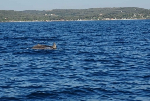 Dolphins private tour