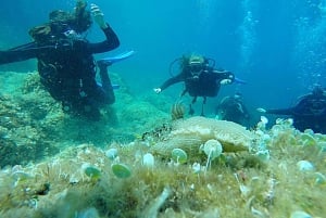 Dubrovnik: 1-Day Discover Scuba Diving Course