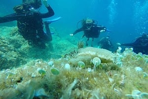 ドゥブロヴニク：1日スキューバダイビング体験コース