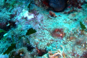 Dubrovnik: Duikpakket van 1 dag