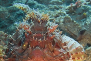 Dubrovnik: Duikpakket van 1 dag