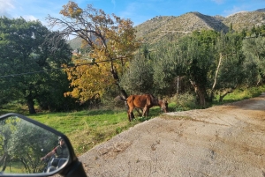 Dubrovnik: 3-hour ATV Safari Tour with Hotel Transfers