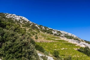 Dubrovnik: Day Trip to 3 Peljesac Wineries with Tastings