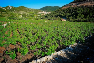 Dubrovnik: Deep Red Wine Tour of Pelješac