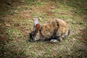 Dubrovnik: Juego de Tronos y tour a pie por la isla de Lokrum