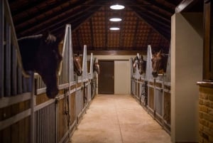 Dubrovnik Kojan Koral: Equitazione