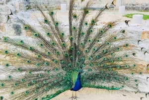 Dubrovnik: Lokrum Island och Betina Cave båttur