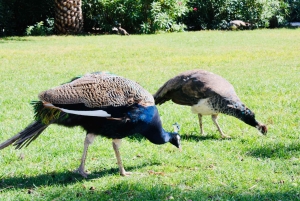 Dubrovnik: Lokrum Island och Betina Cave båttur
